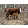 Image 6 : C & L Livestock - 29 Red Mature 3-Way Pairs (Edam, SK) VBP+