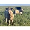 Image 20 : Darcy, Colton & Blake Reinhardt - 700# October Delivery Steer Calves - 88 Head (Nightingale, AB)