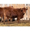 Image 5 : Scott & Gail Sapergia - 15 Red Simm X November Delivery Bred Heifers (Hays, AB)