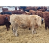 Image 2 : Rusty Myskiw - 665# February Delivery Steers - 55 Head (Marquette, MB)