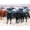 Image 4 : Bill Devos - 725# February Delivery Steers - 80 Head (Fork River, MB)