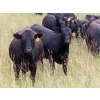 Image 3 : Taylor Enterprises Inc. - 875# September Grass Heifers - 210 Head (Wawota, SK)