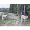 Image 4 : Cody & Brittany Black/Kirby & Cori Black - 525# October Steer Calves - 100 Head (Water Valley, AB)