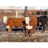 Image 4 : Bezan Cattle Corporation - 675# April Delivery Steers - 80 Head (Midale, SK)