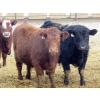 Image 2 : Resch Ranch - 950# March Weaned Steers - 195 Head (Leader, SK) VBP+