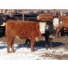 Image 9 : Bezan Cattle Corporation - 725# April/May Delivery Steers - 80 Head (Midale, SK)