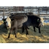 Image 3 : Lazy J Cattle Co. - 10 Third Calvers (Pen 439)