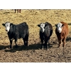 Image 4 : West Ridge Farms - 930# April Delivery Steers - 67 Head (Crossfield, AB)
