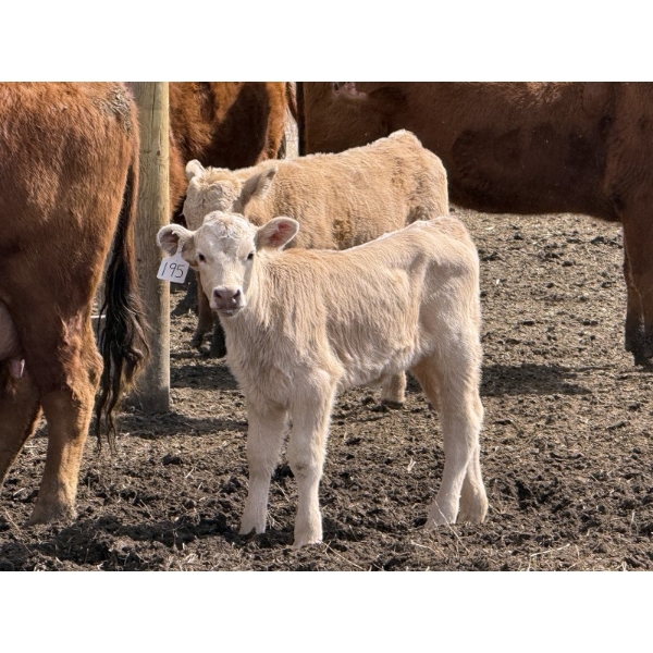 Bar 33 Ranch - 600# October Delivery Heifer Calves - 105 Head (Strathmore, AB)