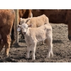 Image 1 : Bar 33 Ranch - 600# October Delivery Heifer Calves - 105 Head (Strathmore, AB)