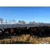 Image 6 : Tee Two Land & Cattle Co. - 780# April Weaned Steers - 78 Head (Kelliher, SK) VBP+
