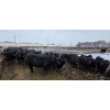 Image 9 : Franz Land & Cattle - 760# March Delivery Heifers - 98 Head (Medicine Hat, AB)