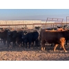 Image 3 : Bone Creek Ranch - 975# November Delivery Open Heifers - 63 Head (Maple Creek, SK)