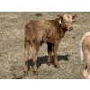 Image 6 : Bar 33 Ranch - 600# October Delivery Heifer Calves - 105 Head (Strathmore, AB)