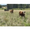 Image 3 : John Bland - 860# September Grass Heifers - 125 Head (Rimbey, AB)