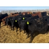 Image 3 : Van Hall Cattle Co. - 980# April Delivery Steers - 120 Head (Scandia, AB)