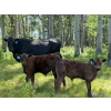 Image 3 : Pine River Cattle Co. - 520# Oct/Nov Delivery Steer Calves - 110 Head (Lone Prairie, BC)