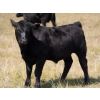 Image 5 : Bar 15 Ranch Ltd. - 620# October Delivery Steer Calves - 81 Head (Claresholm, AB)