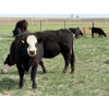 Image 2 : Copperfield Farming - 5 BWF 1st Calf Pairs (Vauxhall, AB)