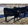 Image 9 : Rock Creek Cattle Co. Ltd. - 610# December Delivery Weaned Heifers - 40 Head (Nanton, AB) VBP+