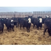 Image 3 : G & B Farms - 935# April Delivery Steers - 64 Head (Deloraine, MB) VBP+