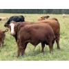 Image 3 : Marcinek Cattle Company - 780# October Delivery Steer Calves - 50 Head (Condor, AB)