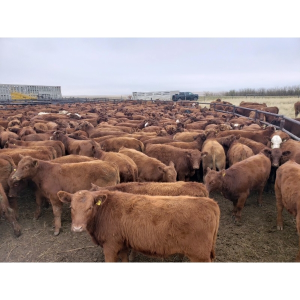 Mayfield Ranching - 570# October Delivery Heifer Calves - 50 Head (Etzicom, AB)