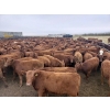 Image 3 : Mayfield Ranching - 625# October Delivery Steer Calves - 95 Head (Etzicom, AB)
