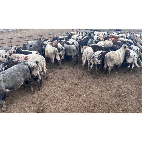 Wyatt & Meg Isaacson - 896# April Delivery Steers - 54 Head (Killdeer, SK)