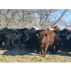Image 1 : 7L Ranch - 715# March Delivery Heifers - 84 Head (Lakeland, MB) VBP+