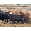 Image 2 : Bruce & Judy Dickson - 909# May Delivery Heifers - 50 Head (Leslieville, AB)