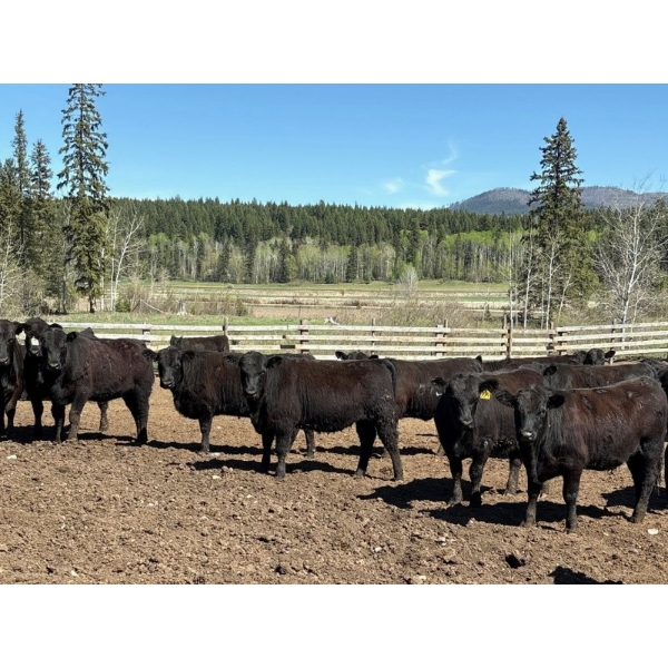Alan Fridlington - 800# May Delivery Heifers - 75 Head (Kersley, BC)