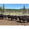 Image 1 : Alan Fridlington - 800# May Delivery Heifers - 75 Head (Kersley, BC)