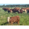 Image 9 : Rupert Farms - 880# November Delivery Weaned Steers - 69 Head (Lac du Bonnet, MB)