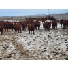 Image 2 : Raymond Land & Cattle - 910# March Weaned Steers - 138 Head (Hazenmore, SK)