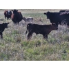 Image 5 : CK Cattle Co. (Scott & Laura Culligan) - 490# October Delivery Steer Calves - 120 Head (Eyre, SK)
