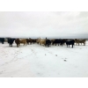 Image 9 : Merrick Campbell Herd Dispersal - 32 Mature Bred Cows (Calahoo, AB) VBP+