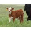 Image 5 : Raymore Farming Co. - 510# October Delivery Steer Calves - 240 Head (Raymore, SK)