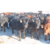 Image 5 : Raymore Farming Co. - 80 Black/Black X Replacement Heifers (Raymore, SK)