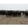Image 4 : Shark Farms - 885# March Delivery Steers - 215 Head (Nanton, AB)