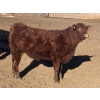 Image 9 : Hawk Ranching - 960# February Delivery Steers - 65 Head (Nanton, AB)