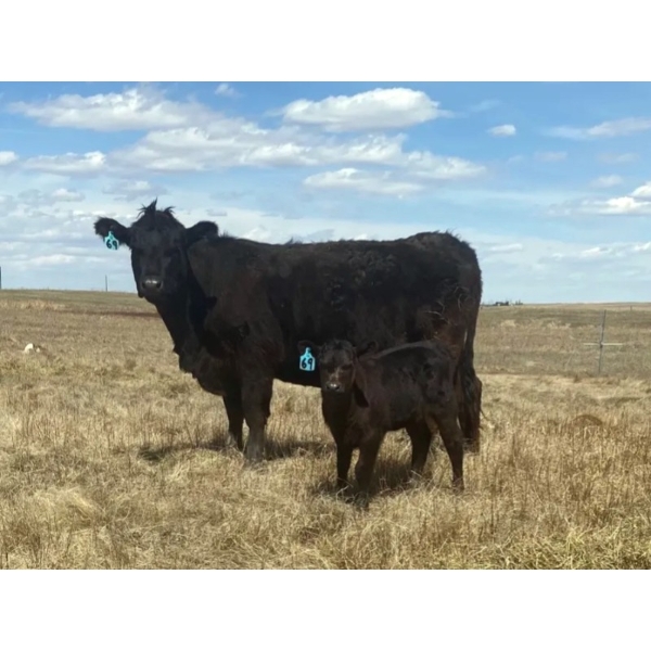 P&B Van Schothorst - 30 Black/BBF 1st Calf Heifer Pairs (Blackie, AB)