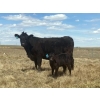 Image 1 : P&B Van Schothorst - 30 Black/BBF 1st Calf Heifer Pairs (Blackie, AB)