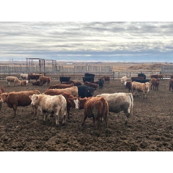 Larry Konschuk - 900# March Delivery Heifers - 125 Head (Strathmore, AB)