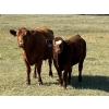 Image 3 : DL Half Diamond Ranch - 680# Steer Calves - 90 Head (Fort Macleod, AB)