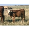 Image 2 : Kim & Ryley Cooper - 510# October Delivery Steer Calves - 60 Head (Hemaruka, AB)