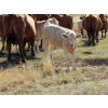 Image 6 : Ernie, Kathy & Kyle Lee - 570# October Delivery Heifer Calves - 80 Head (Hanna, AB)