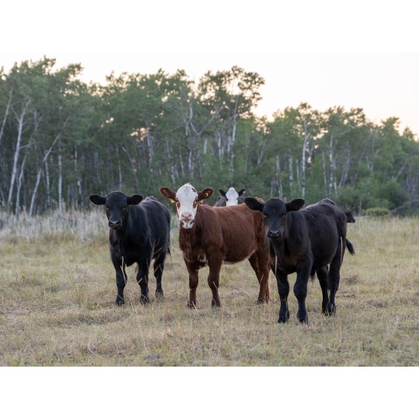 Tribar Ranching Co. - 450# Oct/Nov Delivery Steer Calves - 110 Head (Steep Rock, MB)