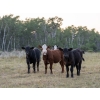 Image 1 : Tribar Ranching Co. - 450# Oct/Nov Delivery Steer Calves - 110 Head (Steep Rock, MB)