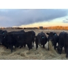Image 1 : Delko & Sons & Lazy H Ranch - 10 Black Angus X February/March Calving Bred Heifers (Entwistle, AB)